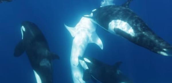 The whale shark is brought to the surface and an orca bites near its pelvic area.